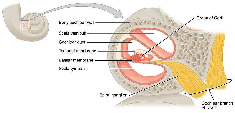 Illustration of Cochlea with labels for major parts