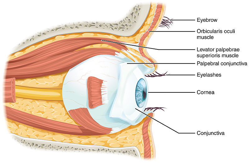 Illustration of the eye with labels for major parts