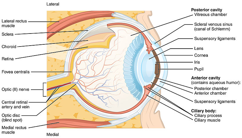 Illustration showing structures of the eye with labels for major parts