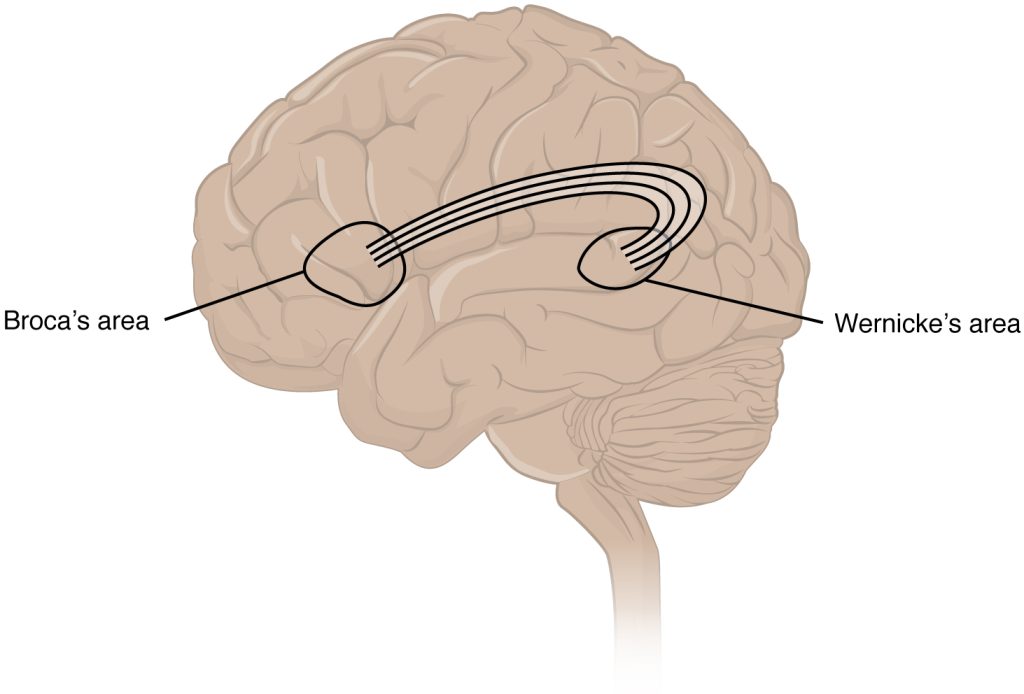 Illustration showing Broca’s Area and Wernicke’s Area