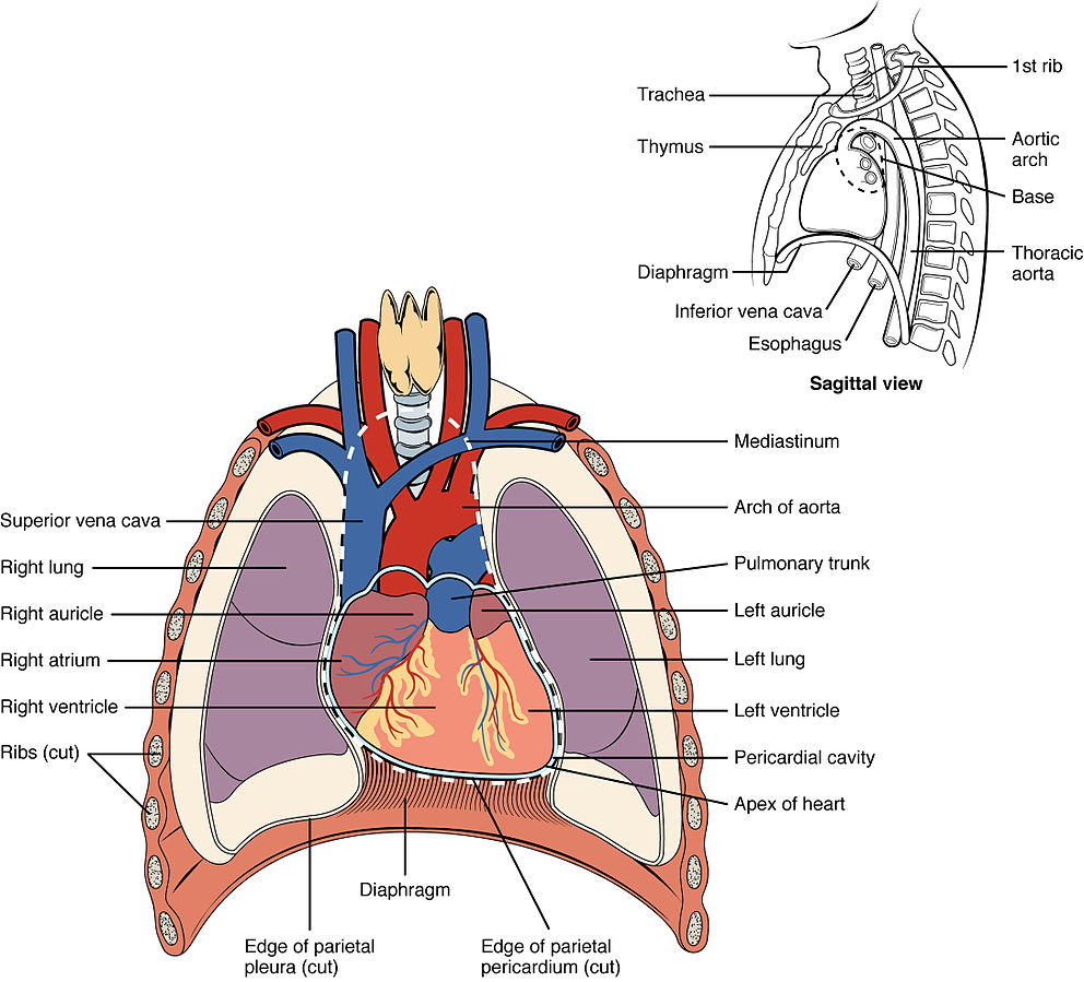 Image showing position of the heart in the thoracic cavity, with labels for major parts