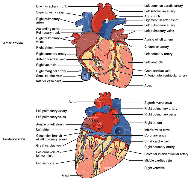 Illustration showing coronary arteries in the heart, with textual labels