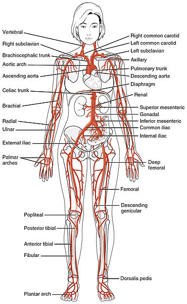 Image showing arteries in a human form, with labels for major parts