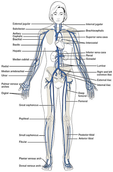 Illustration showing systemic veins in a human form, with labels for major parts
