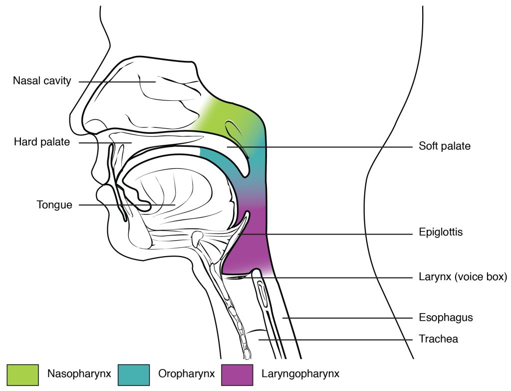 Illustration highlighting regions of the pharynx, with textual labels