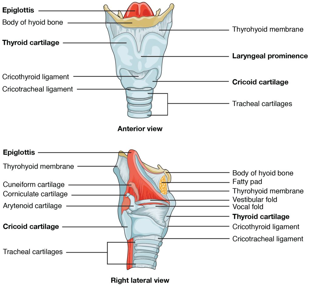 Illustration showing both the anterior and right lateral views of the larynx