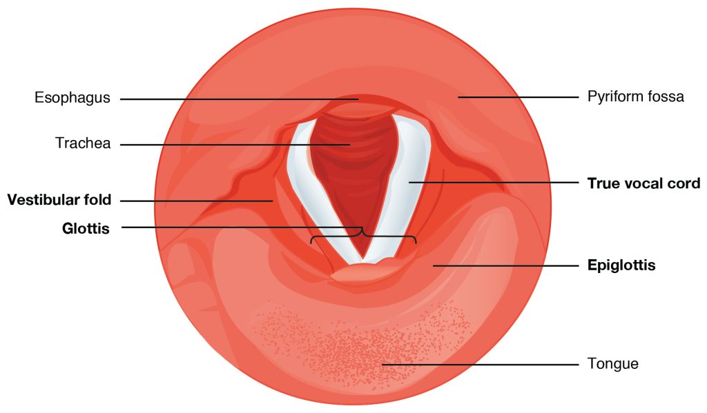 Illustration showing a cross section of the larynx, with textual labels.