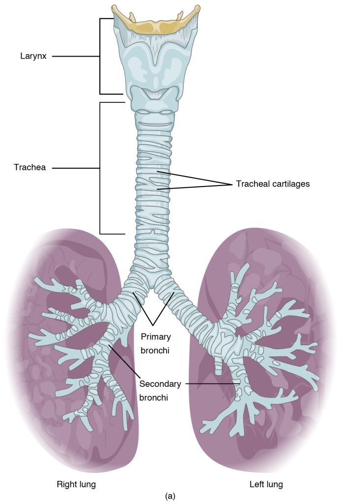 Illustration of the trachea and its organs, with textual labels.