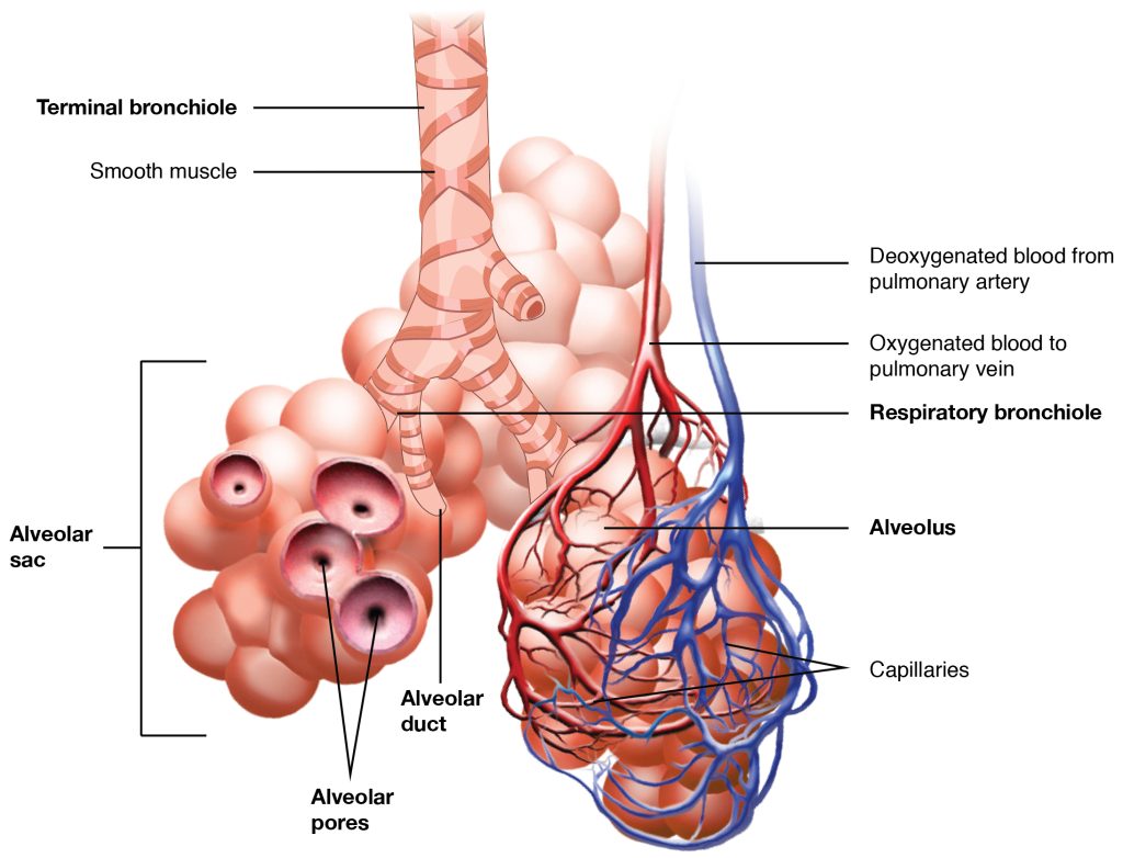 Illustration of the bronchioles and alveolar sacs in the lungs and depicts the exchange of oxygenated and deoxygenated blood in the pulmonary blood vessels