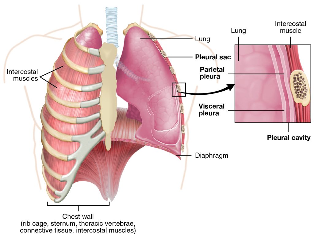 Illustration of the lungs and the chest wall, with a magnified inset showing the pleural cavity and a pleural sac.