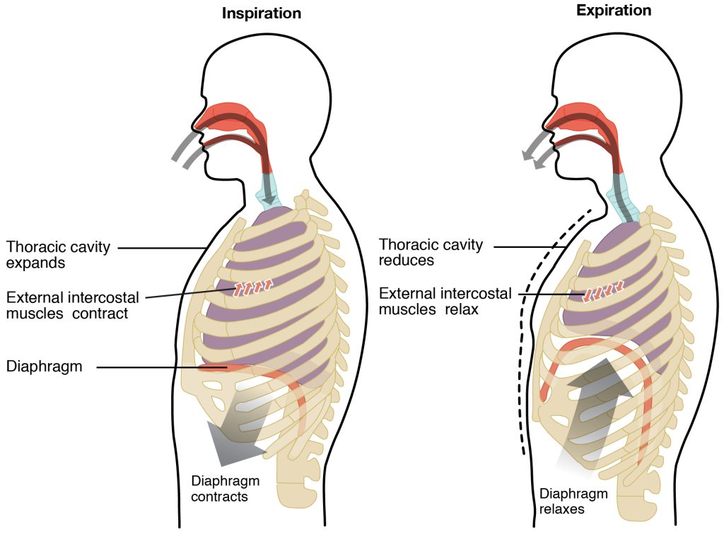 Illustrations of a person inhaling and exhaling air, with labeled location of the chest muscles and thoracic activity.
