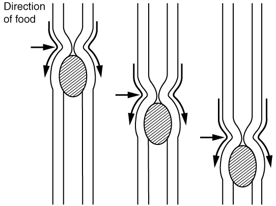 Illustration showing peristalsis