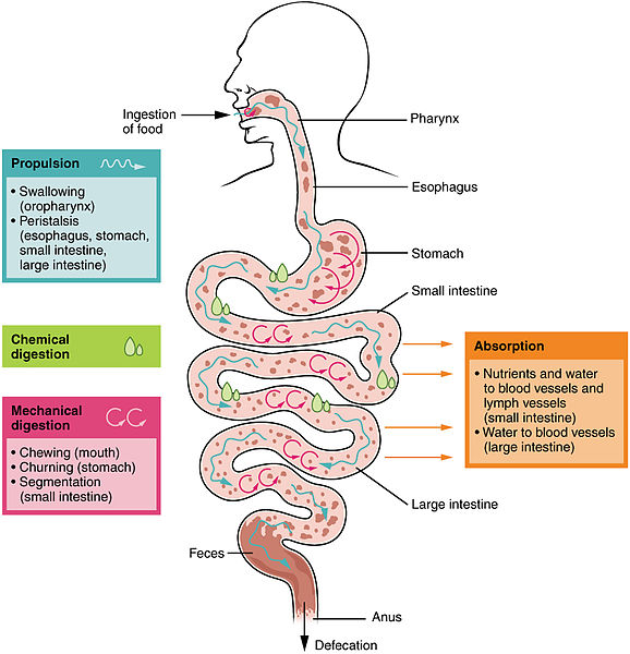 Illustration of digestive processes in human form, with labels for major parts and processes