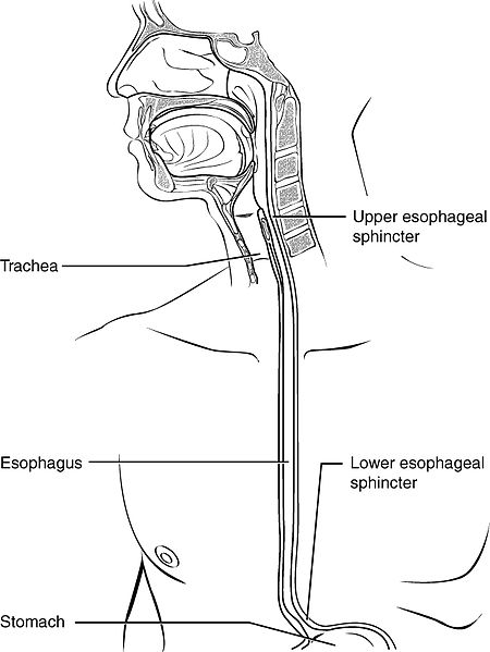 Illustration of esophagus with labels for major parts