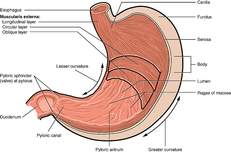 Illustration of human stomach with labels for major parts