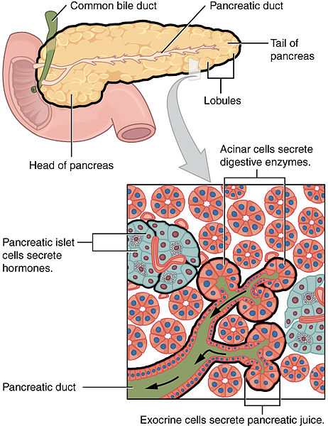 Illustration of pancreas with labels for major parts