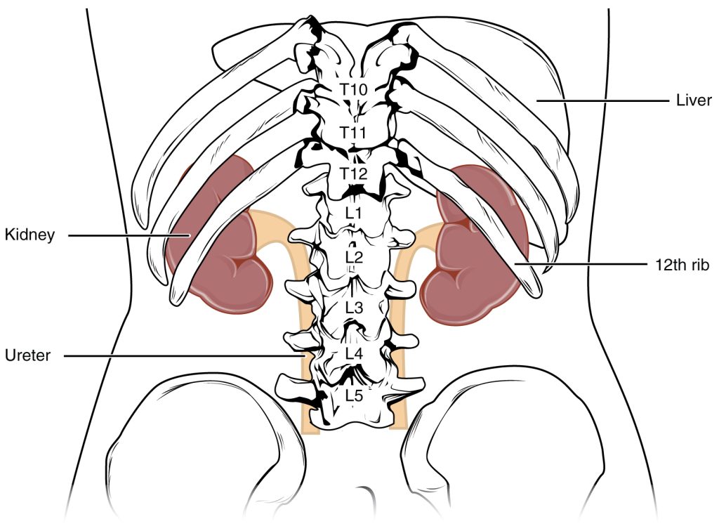Diagram of a human torso showing the location of the kidneys within the torso