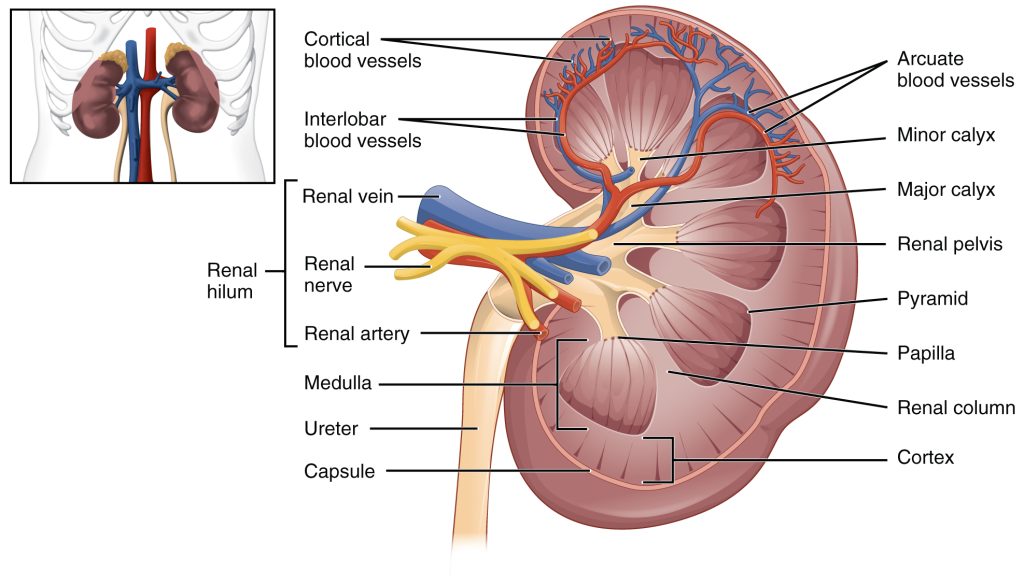 Illustration that shows the location of the kidneys in the abdomen. An additional inset shows the cross section of the kidney.