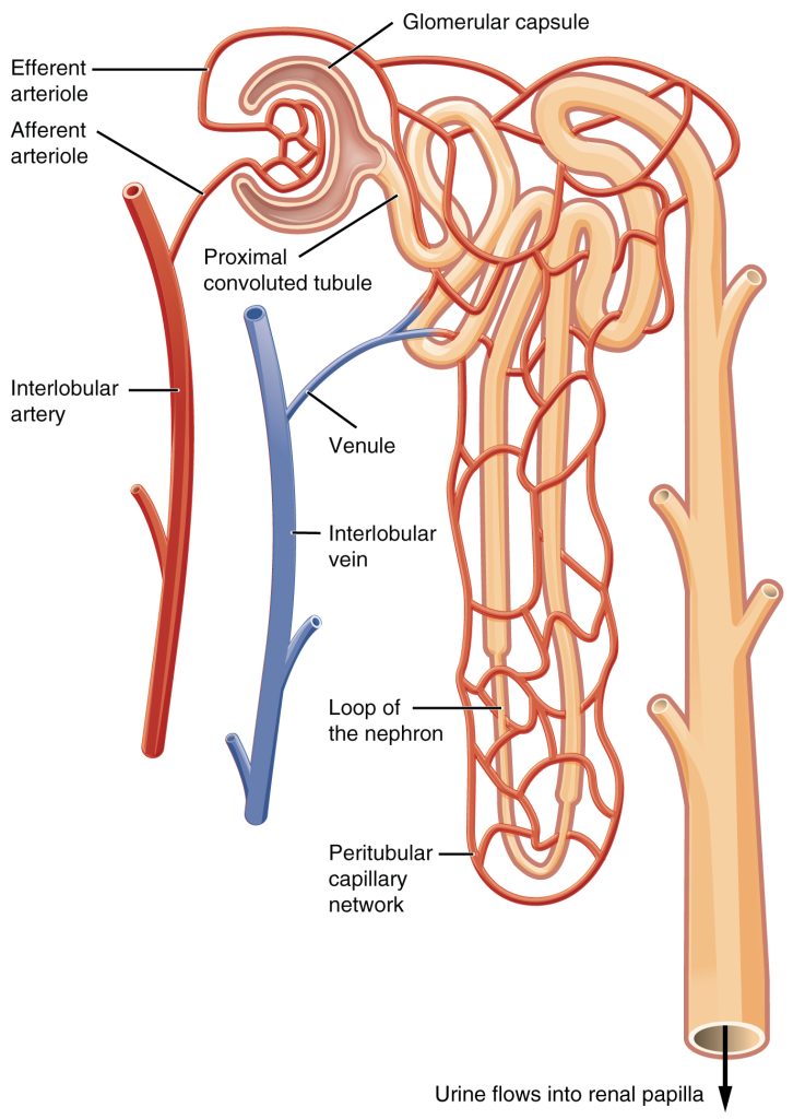 Illustration of the blood vessels and the direction of blood flow in the nephron.