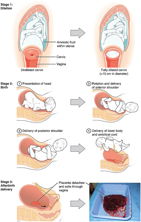 Illustration showing three stages of childbirth