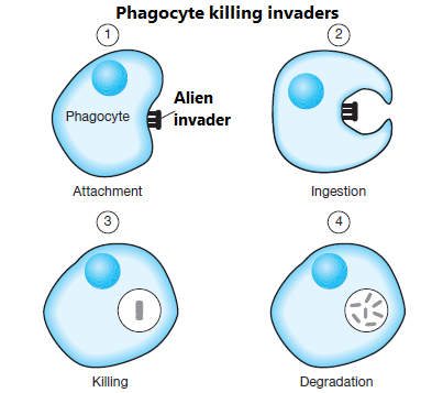 Illustration showing phagocytosis with textual labels