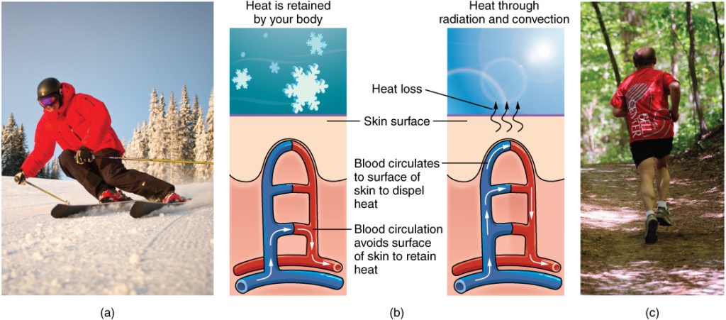 Photos and illustrations demonstrating concept of thermoregulation