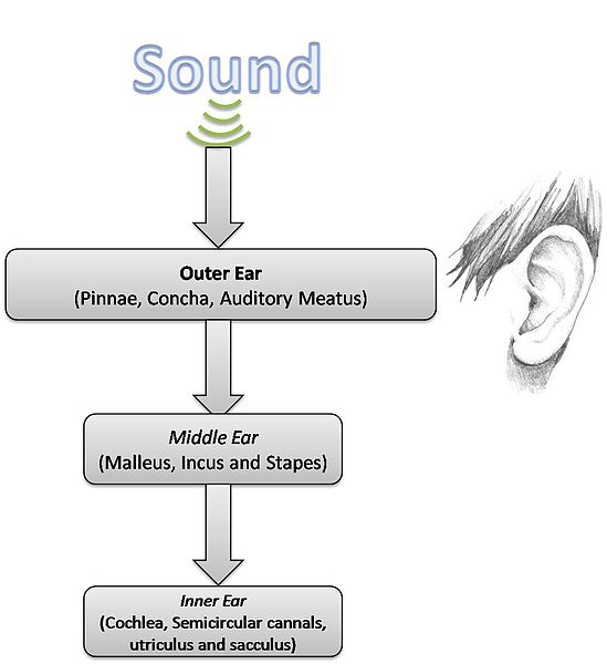 Illustration showing pathway of sound vibration