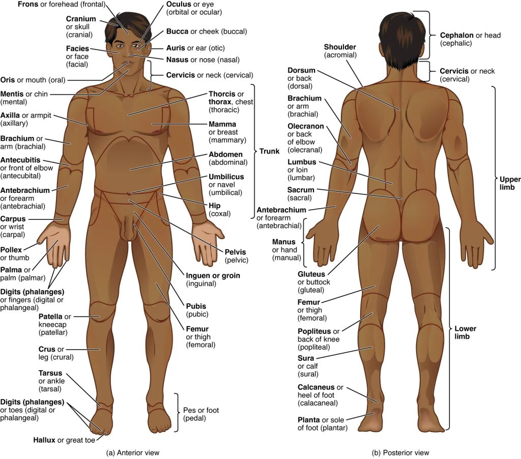 2.6 Anatomical View of the Body, Positions, Locations, and Directional  Terms – Medical Terminology – 2e