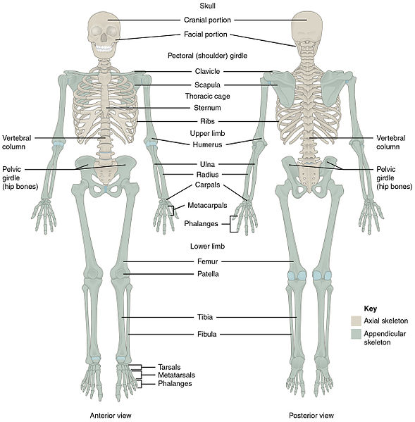 Illustration showing a human Axial and Appendicular Skeletal Systems, with labels for major parts