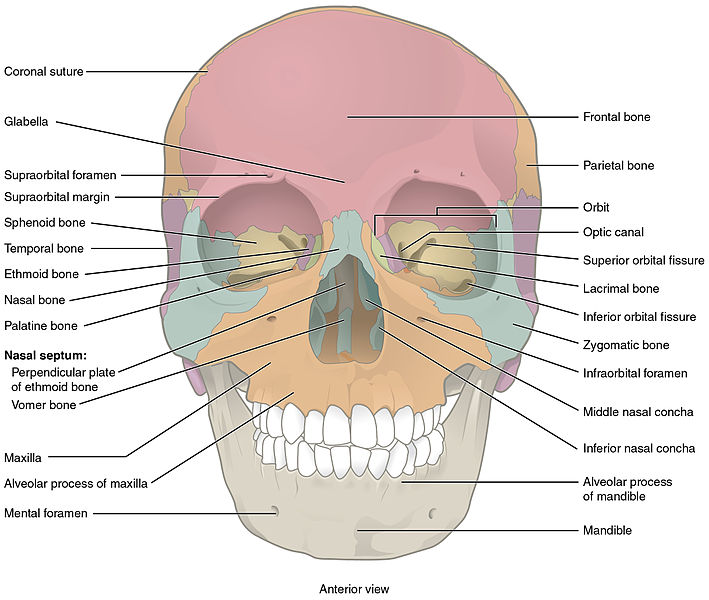 Illustration showing Bones of the Anterior Skull and Face, with labels for major parts