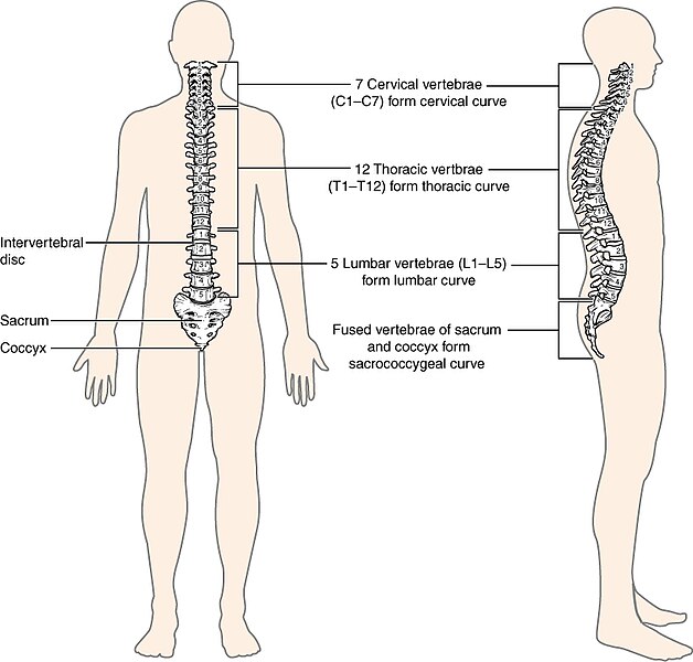 Illustration showing human vertebral column, with labels for major parts