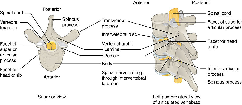 Illustration of vertebrae with labels for major parts
