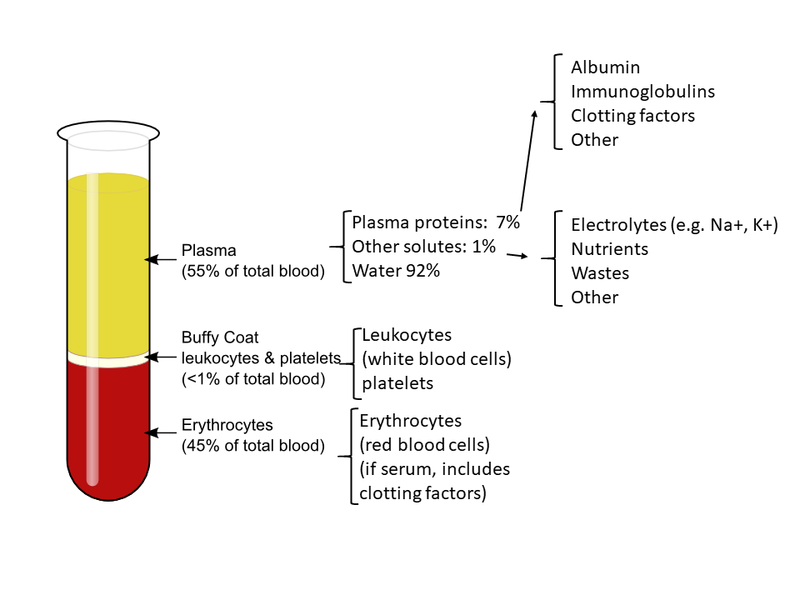 Illustration showing the composition of a blood sample, with text labels
