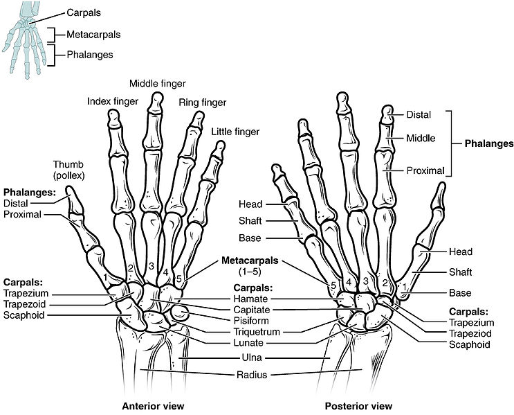 Illustration showing skeletal view of human Hands, Wrist, and Fingers, with labels for major parts