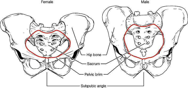 Illustration showing both female and male human pelvis, with labels for major parts