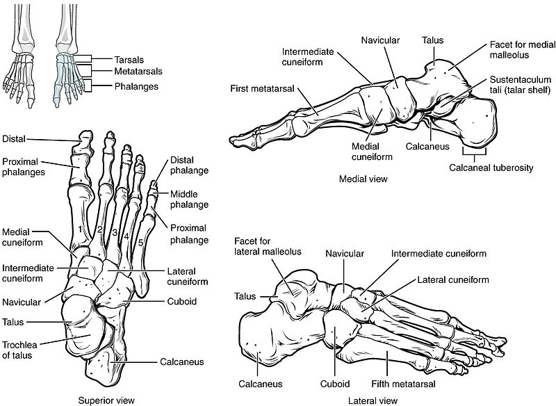Illustration of bones of the human feet, with labels for major parts