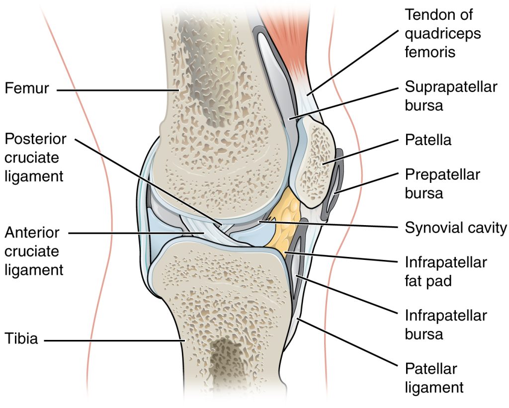 Illustration of bursa in the knee with labels for major parts