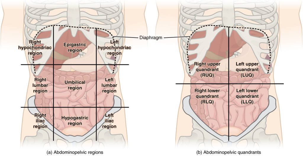 Illustration showing abdominopelvic regions and quadrants with text labels