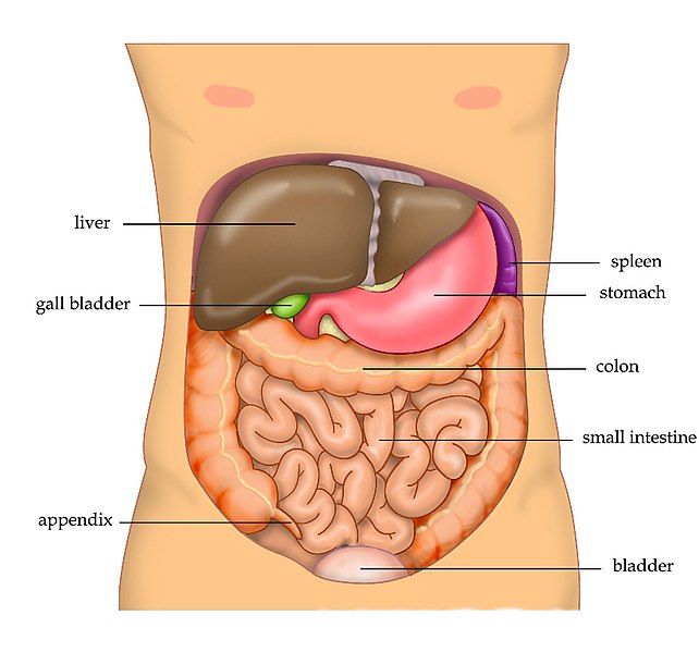 Illustration of liver inside human torso, with labels for major parts