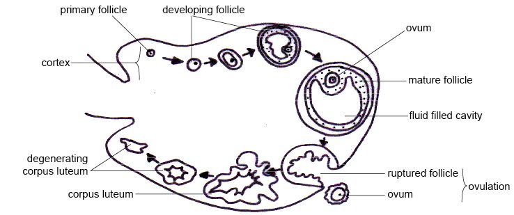 Illustration showing the Progression from Oocyte to Degenerating Corpus Luteum