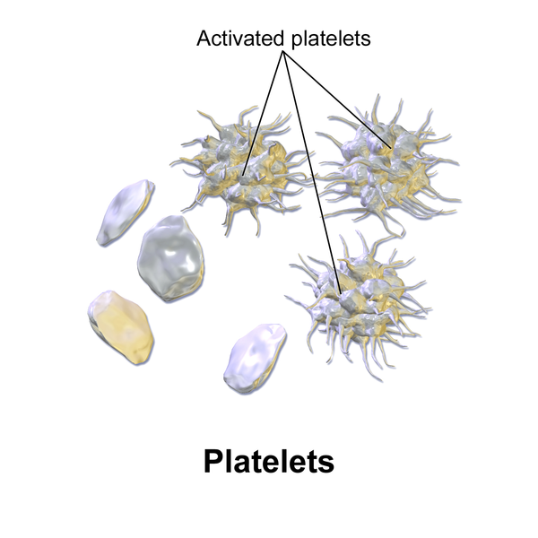 Illustrations showing platelets, some activated