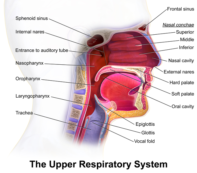 Illustration of the upper respiratory system with textual labels