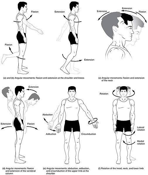 Illustration showing Flexion, Extension, Adduction, Abduction, Circumduction, and Rotation movements of the body