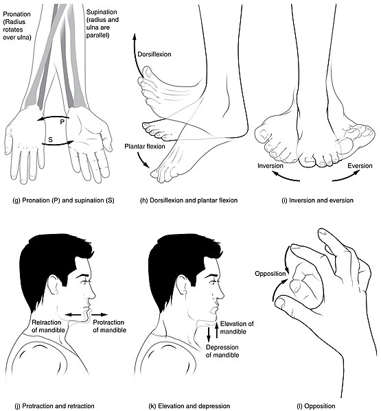 Illustration showing Pronation, Supination, Dorsiflexion, Plantar Flexion, Inversion, Eversion, Protraction, Retraction, Elevation, Depression, and Opposition body movements