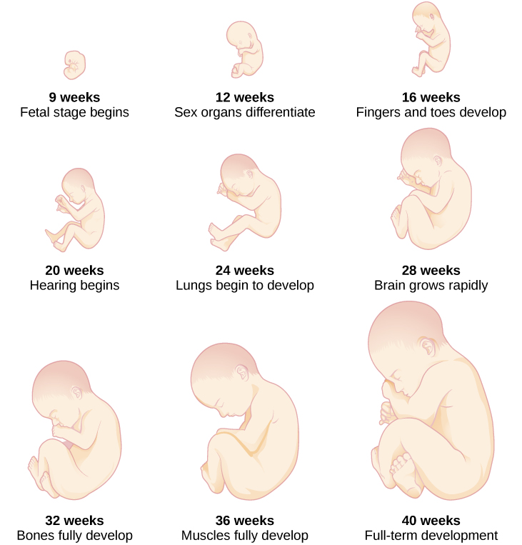 Illustration showing fetal 9 growth stages from 9 to 40 weeks