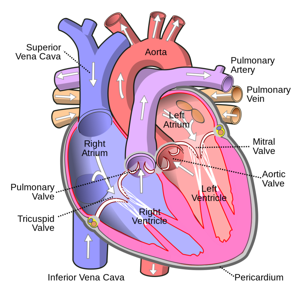 Illustration showing heart valves, with text labels