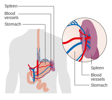 Illustration of spleen with text labels for major parts