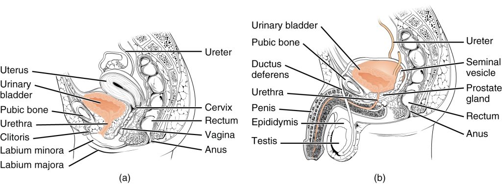 Illustration showing female and male urethra with textual labels.
