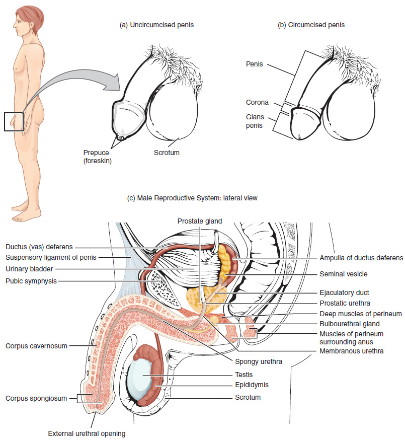 Illustration showing the male reproductive system, with textual labels