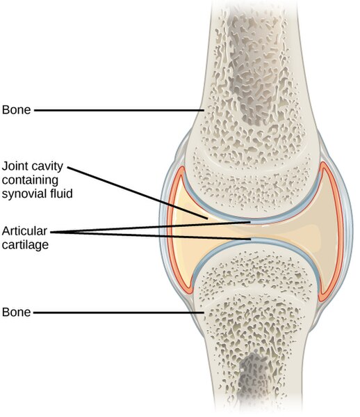 Illustration of synovial joint with labels for major parts